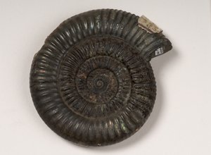 約1億9千万年前のDactylioceras sp。として同定された化石アンモナイト 作： Unbekannt Unbekannt